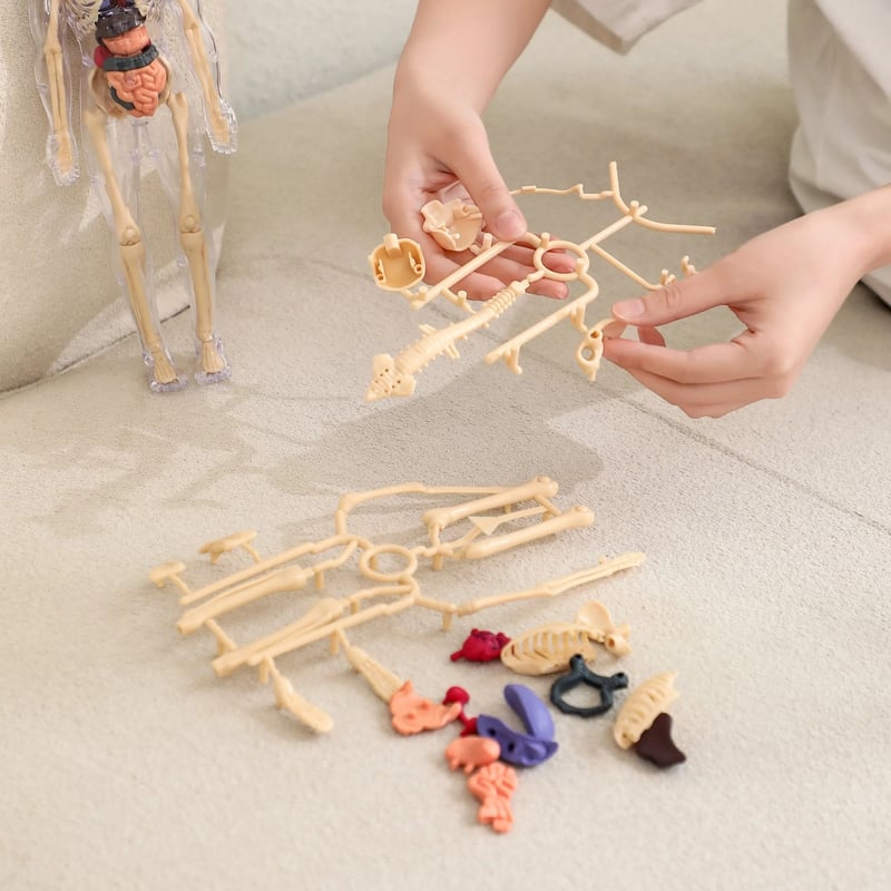 AnaVista™ – Entdecken Sie die Geheimnisse des menschlichen Körpers mit praktischer, verblüffender Klarheit